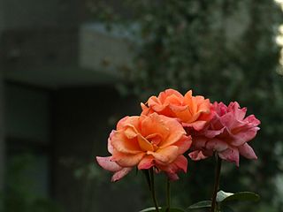 Rosa Chinensis