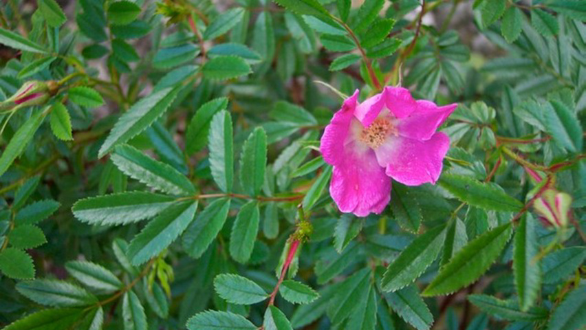Rosa Nitida ou Rosa Brilhante: Fotos e Características