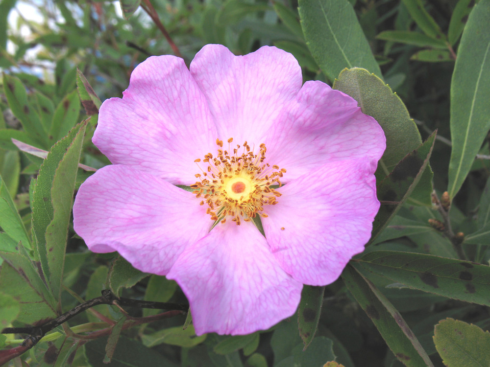 Rosa Palustris