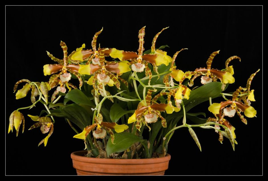 Rossioglossum Grande