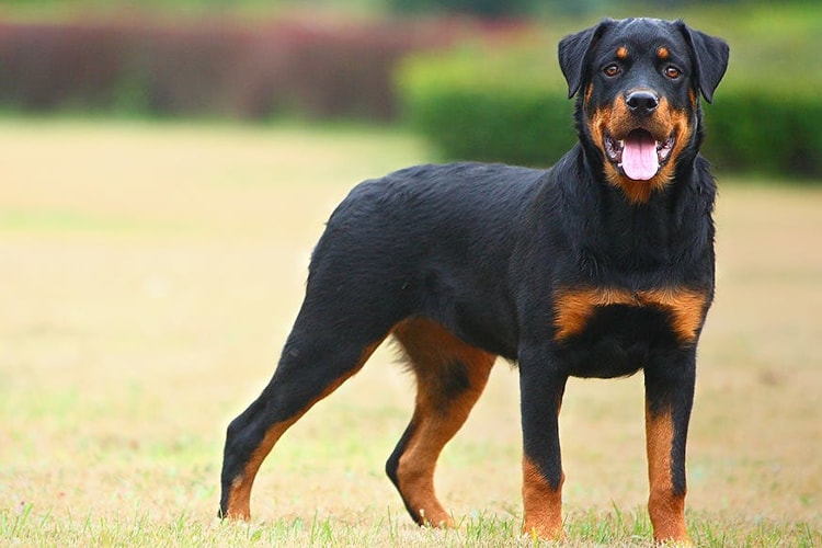 Rottweiler