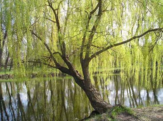 Salgueiro Perto de Lago