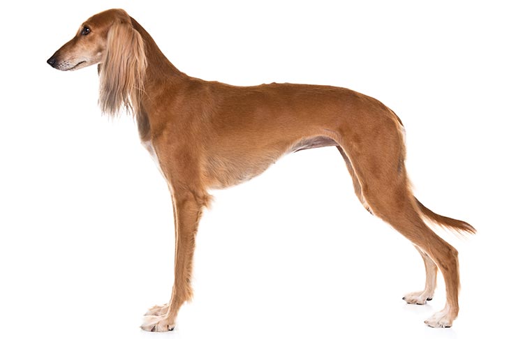 Saluki 