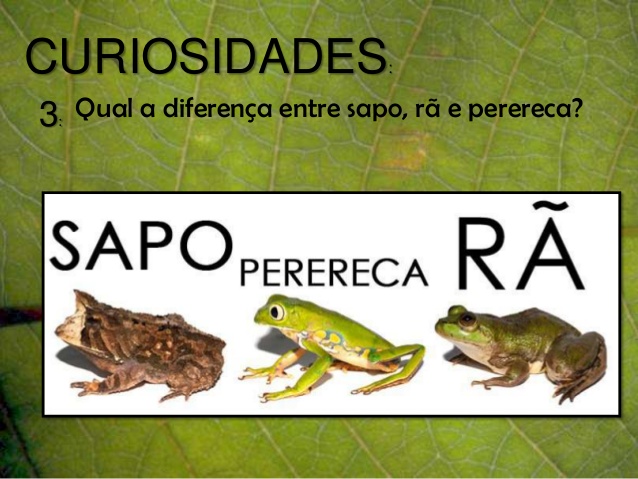 Sapo, Perereca e Rã