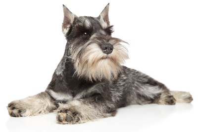 Schnauzer Terrier