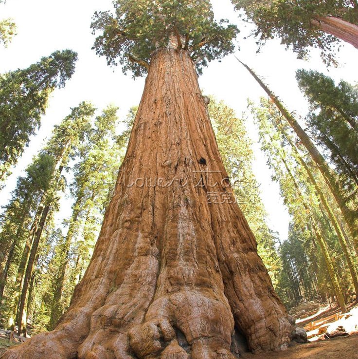 Sequoia Gigante: Tempo de Crescimento, Taxa Anual