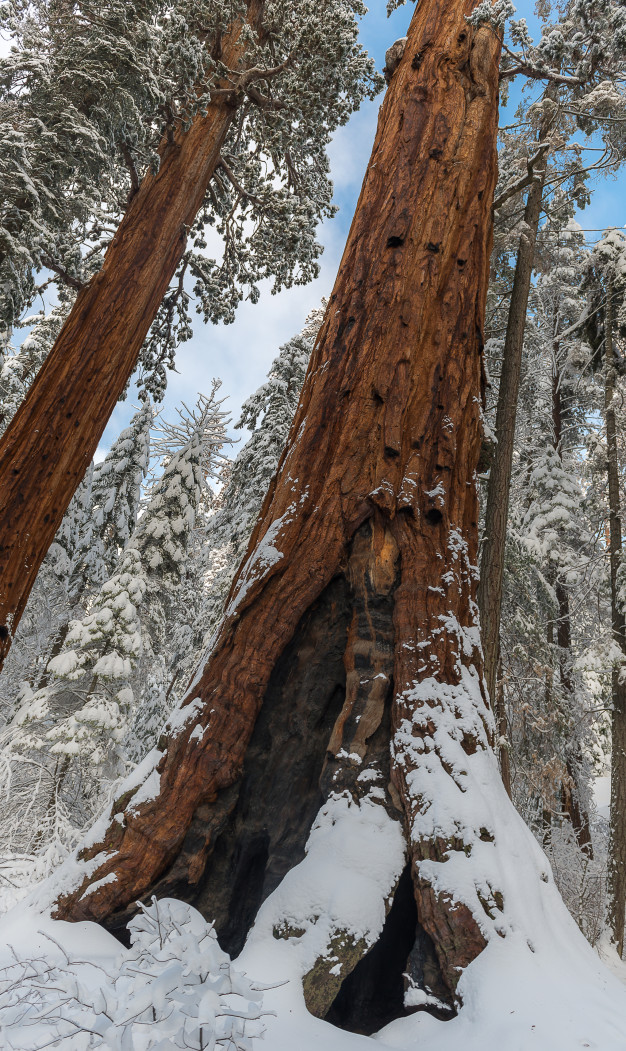 Sequoia Gigante