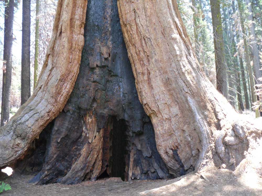 Sequoia Velha