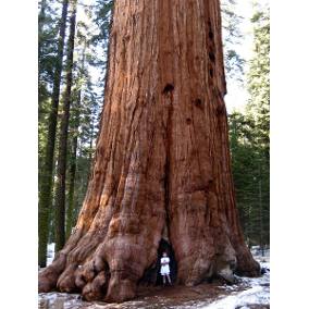 Sequoia-Vermelha