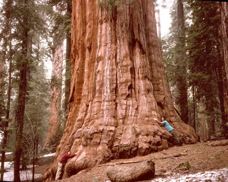 Sequoias da Califórnia, EUA: Onde Ver? Parque em São Francisco