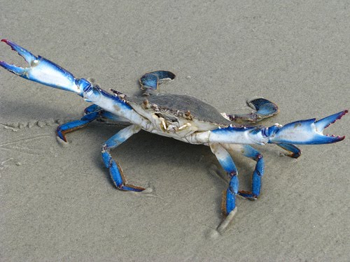 Siri Açu na Areia 