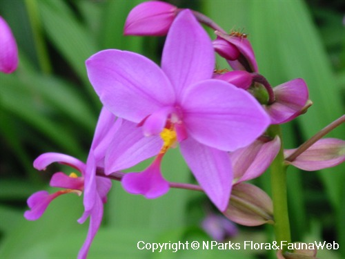 Spathoglottis Plicata