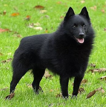 Spitz Schipperke: Características, Fotos e Comportamento