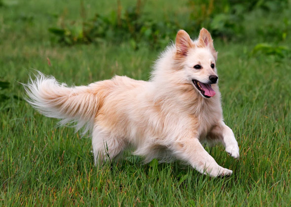 Spitz Schipperke Correndo