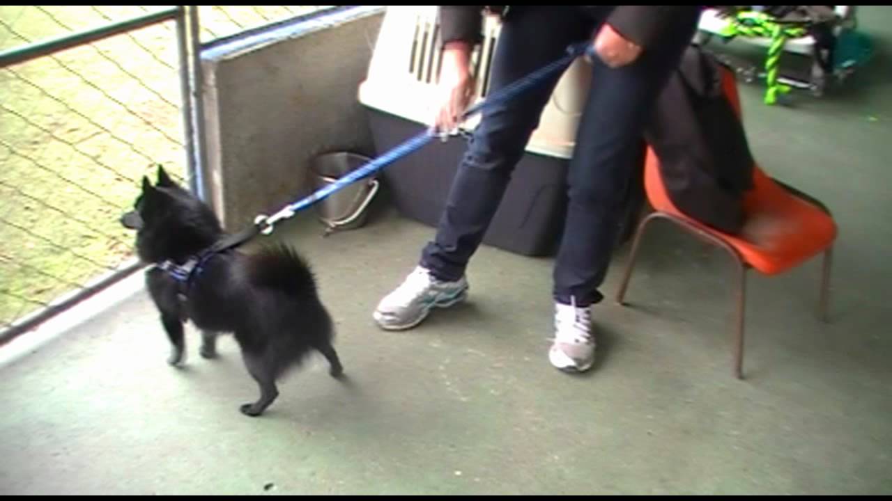 Spitz Schipperke de Estimação 