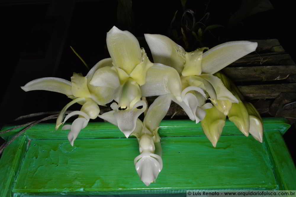 Stanhopea Lietzei