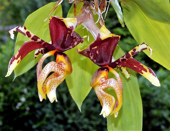 Stanhopea Tigrina