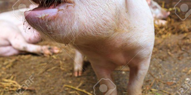 Porco: Peso, Altura, Comprimento e Características Físicas | Mundo Ecologia