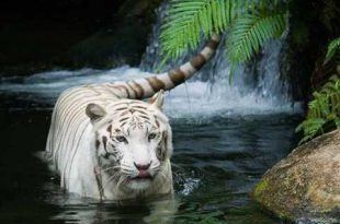 Tigre Siberiano Branco