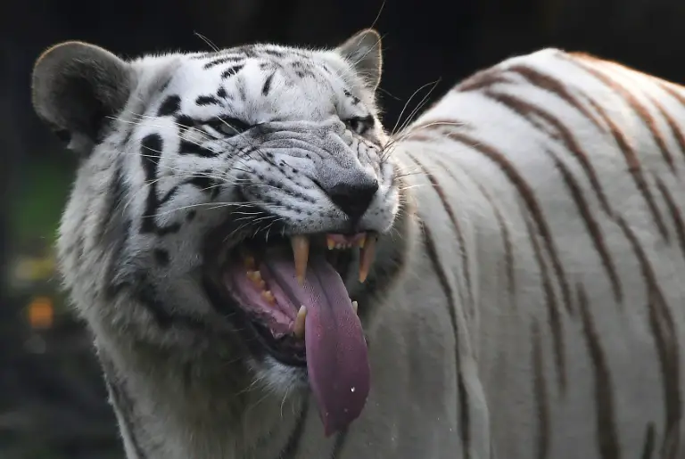 Tigre Siberiano Branco Com a Língua de Fora