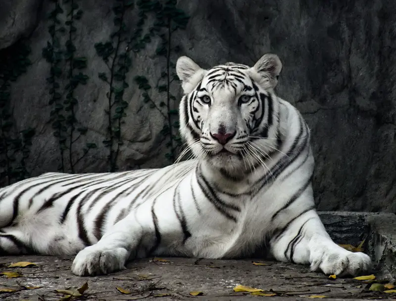 Tigre Siberiano Branco Deitado