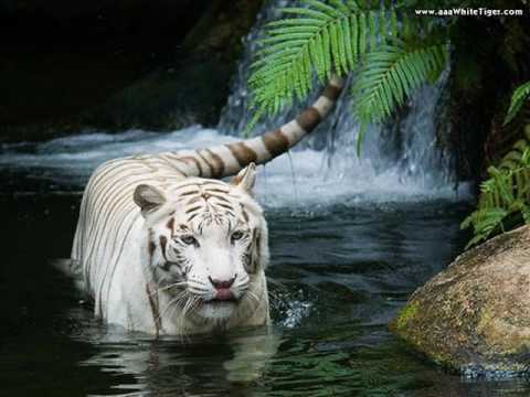 Tigre Siberiano Branco: Características e Fotos