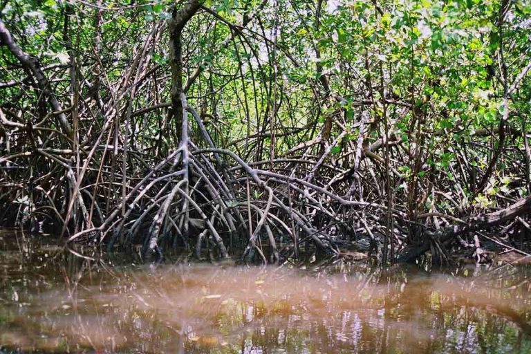 Tipos De Mangue