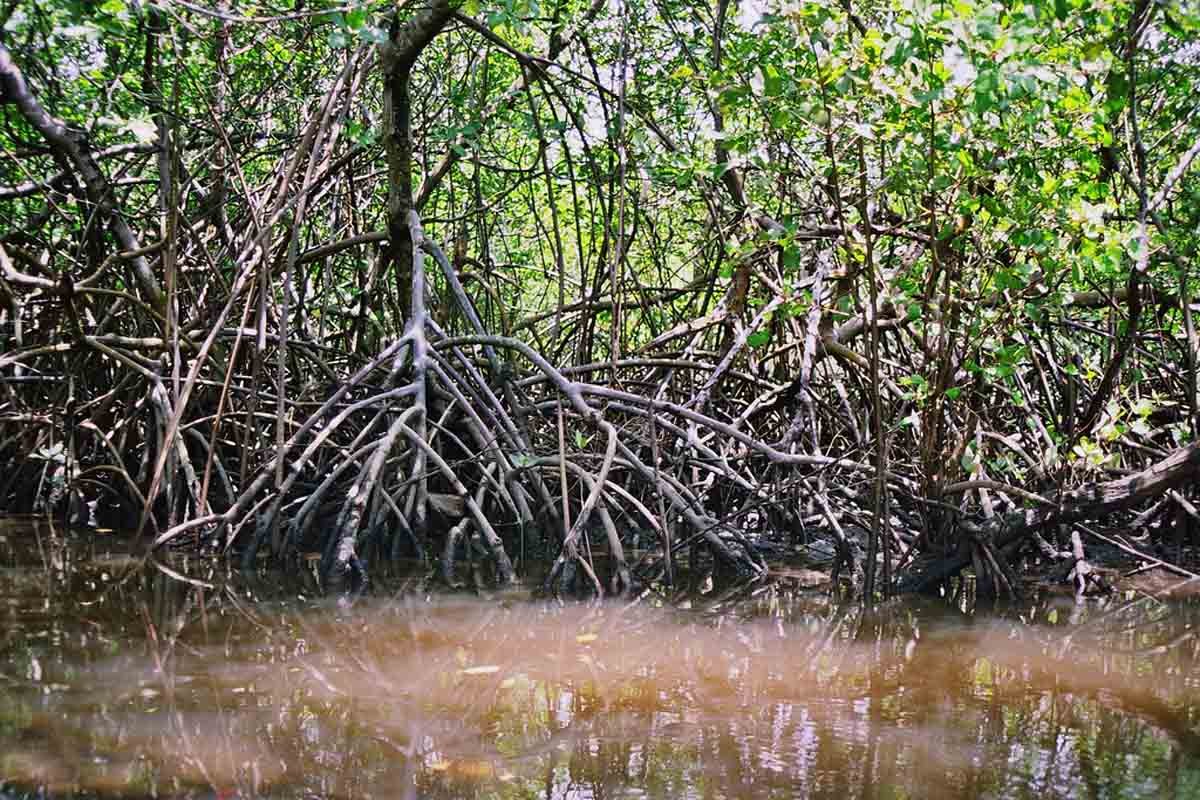 Tipo De Mangue 