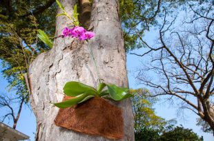 Transplantar Orquídea Direto Na Árvore