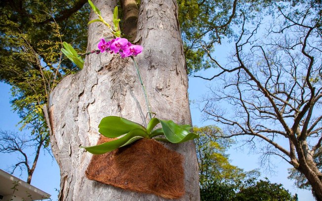 Como Transplantar Orquídea Para Árvores