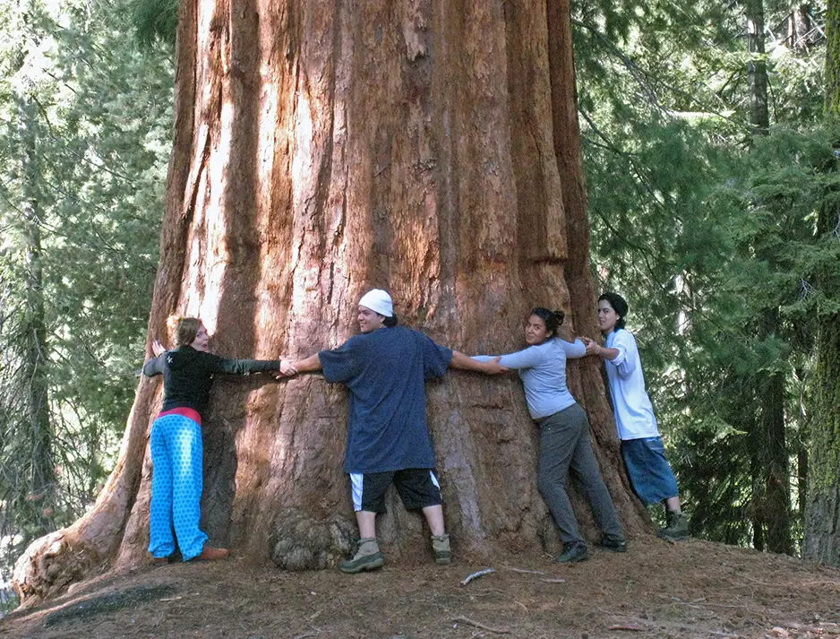 Turistas Abraçando uma Árvore Sequoia 