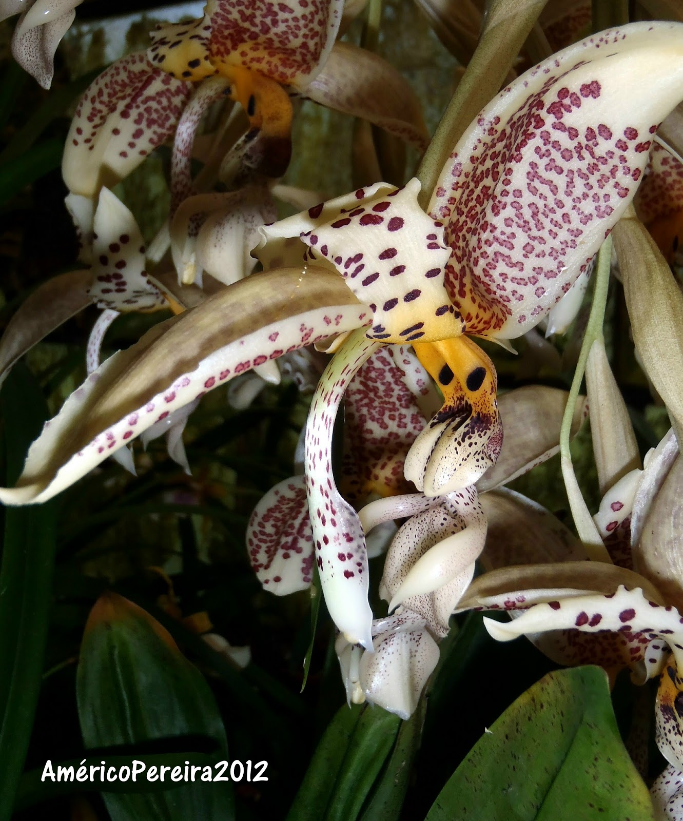 Variedades de Stanhopea 