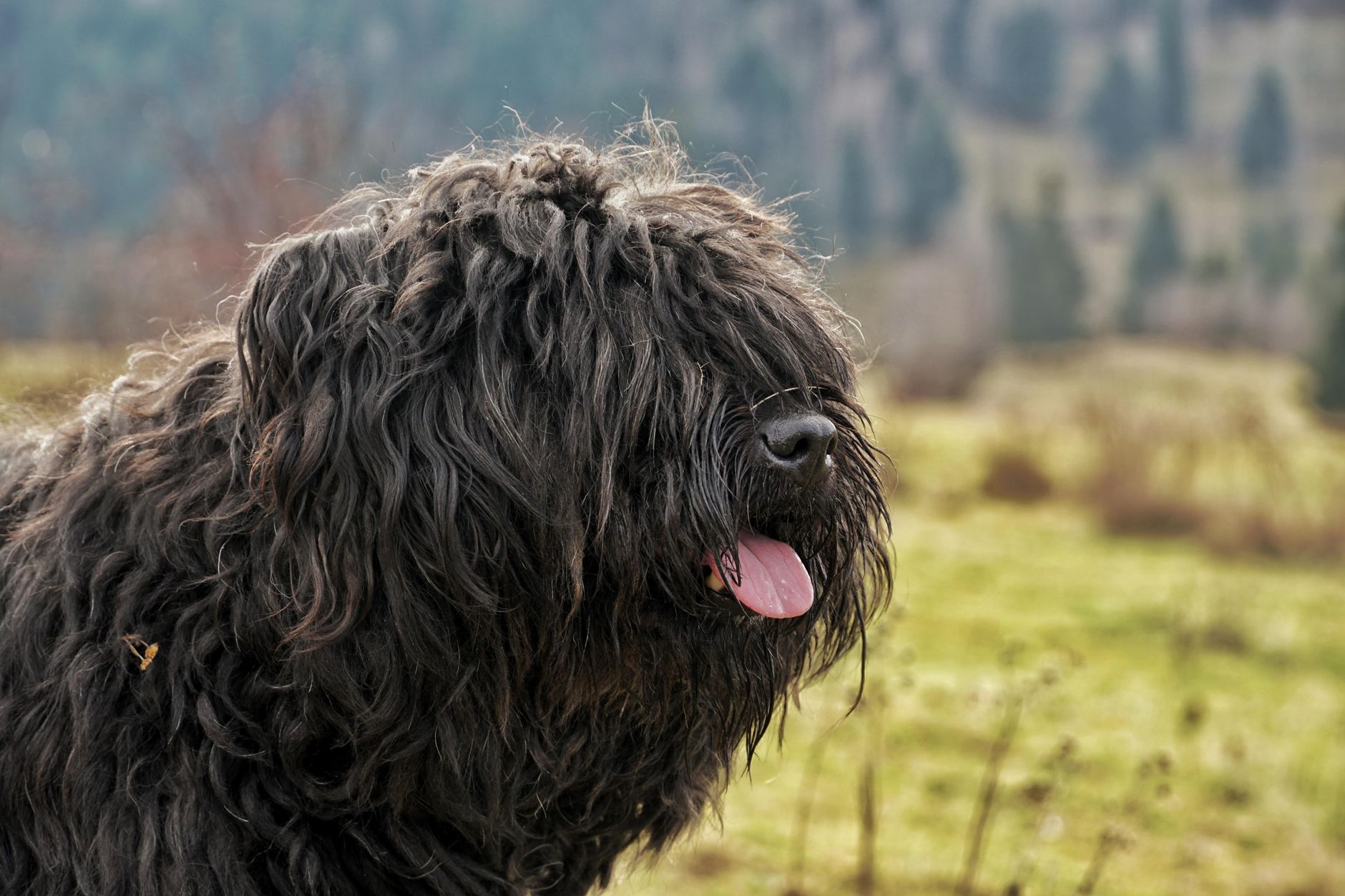 Curva de Crescimento Canino