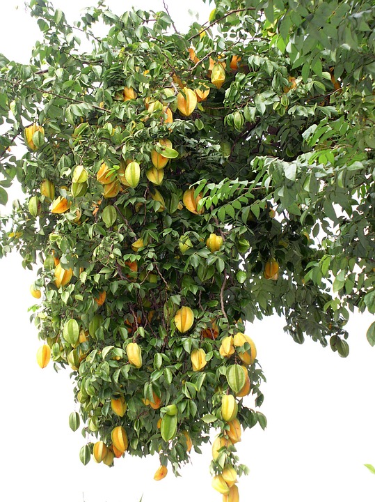 Árvore de Carambola