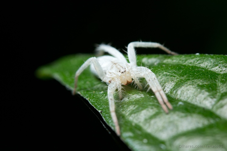 A Aranha-Branca é Venenosa? Quais as Suas Características e Nome Científico?