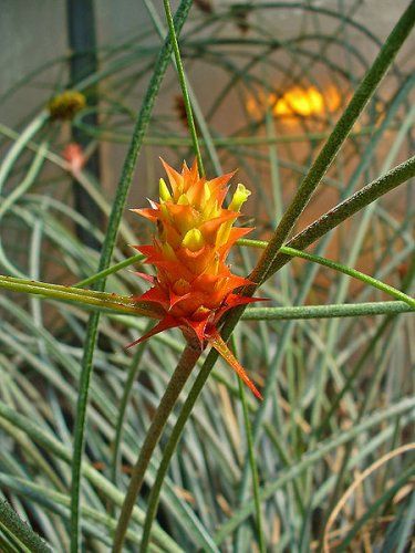 Acanthostachys strobilacea