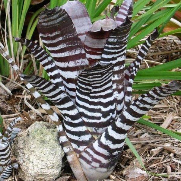 Aechmea Black Chantinii