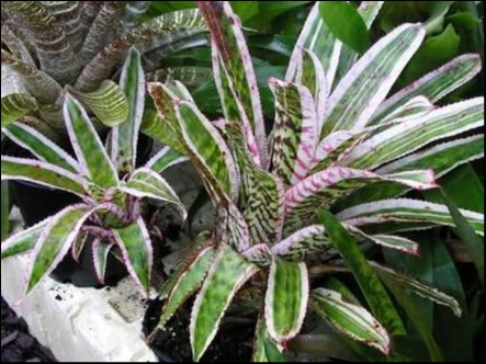 Aechmea orlandiana