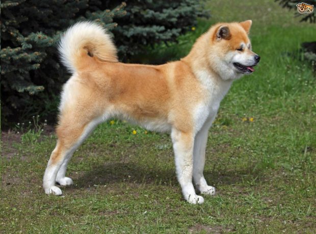 Akita Inu: Características, Reprodução E Filhotes Com Fotos