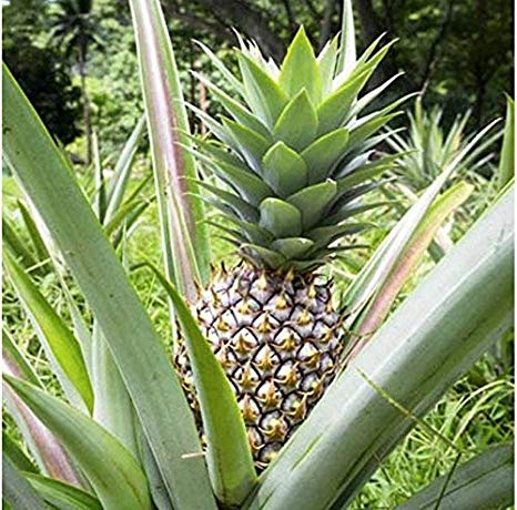 Ananas Cosomus