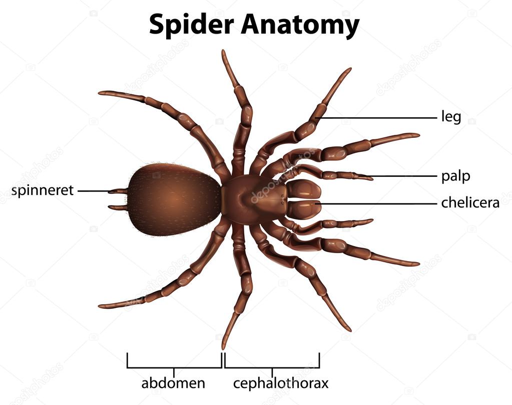 Anatomia Das Aranhas, Estrutura E Ficha Técnica