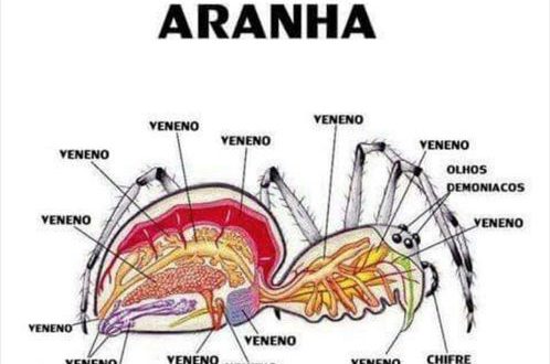 Aranha Tem Osso? Quantas Patas Elas Tem? | Mundo Ecologia