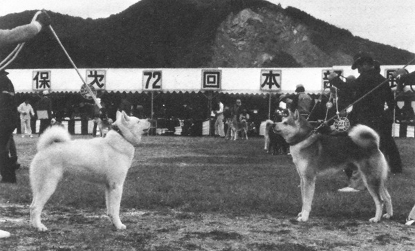 Antiga Rinha de Akita Inu no Japão 