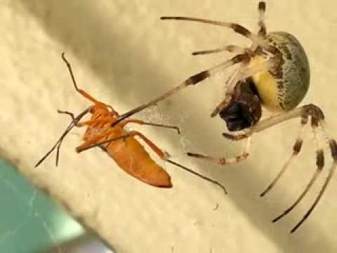 Aranha Adulta Comendo Um Inseto