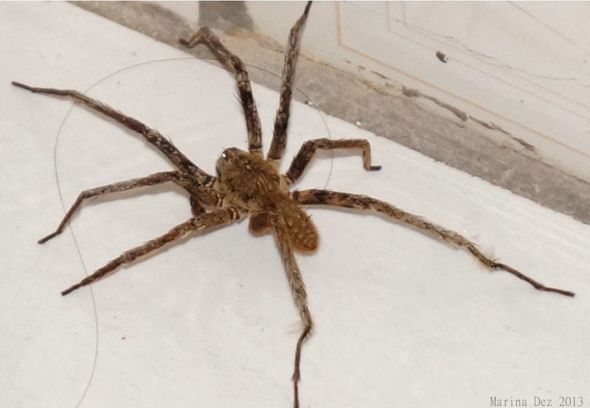 Aranha Armadeira Andando Dentro de Casa