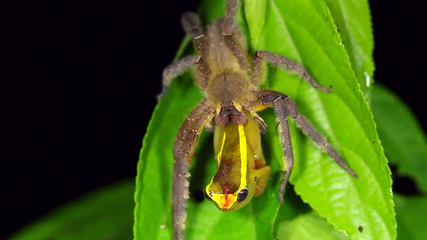 Aranha Armadeira Comendo um Sapo