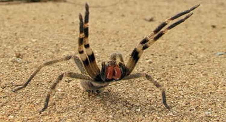 Aranha Armadeira Gigante Existe? Onde? E Quais As Suas Características?