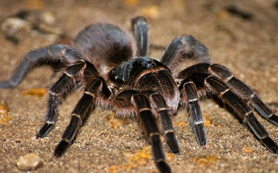 Top 10 Curiosidades Sobre a Aranha Caranguejeira
