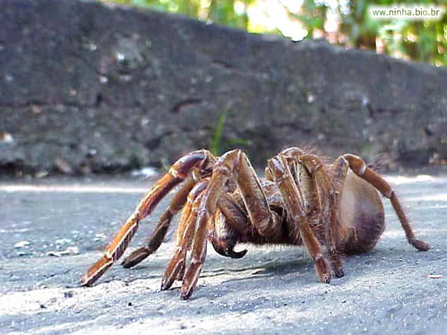 Aranha Caranguejeira Fotografada na Rua 