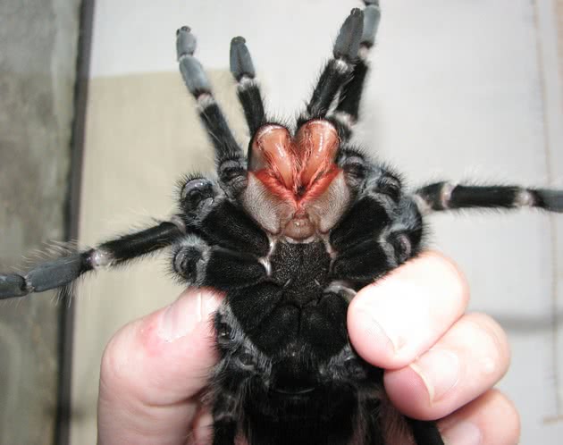 Aranha Caranguejeira na Mão de um Homem 